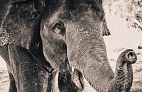 Black and white shot of elephant. Original public domain image from Wikimedia Commons