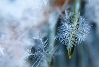 Macro of one snowflake on a pine needle in Flushing, Michigan. Original public domain image from <a href="https://commons.wikimedia.org/wiki/File:Snowflake_in_Flushing,_Michigan_(Unsplash).jpg" target="_blank">Wikimedia Commons</a>