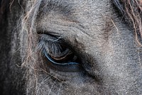 Close-up of a dark horse's eye. Original public domain image from Wikimedia Commons