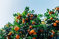 Orange tree in Córdoba, Spain. Original public domain image from Wikimedia Commons