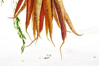 Carrots in Houston. Original public domain image from Wikimedia Commons