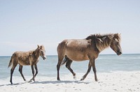 Assateague Island National Seashore, United States. Original public domain image from Wikimedia Commons