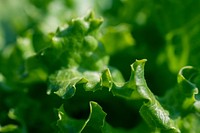 Microphotography of lettuce. Original public domain image from <a href="https://commons.wikimedia.org/wiki/File:Petra_cigale_2016_(Unsplash).jpg" target="_blank">Wikimedia Commons</a>