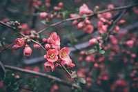 Pink cherry blossom spring background. Original public domain image from Wikimedia Commons