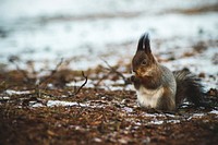 Cute long haired squirrel on a snowy forest floor. Original public domain image from Wikimedia Commons