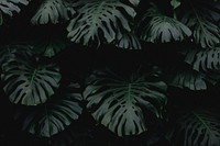 Huge dark green leaves at the Royal Greenhouses of Laeken. Original public domain image from Wikimedia Commons