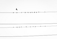 Birds roosting on cable wires. Original public domain image from Wikimedia Commons