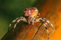 Brown spider. Original public domain image from Wikimedia Commons