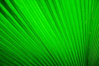 Green pleated textile. Original public domain image from Wikimedia Commons