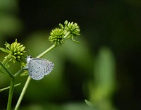 A white butterfly sitting on a green flower head. Original public domain image from <a href="https://commons.wikimedia.org/wiki/File:White_butterfly_(Unsplash).jpg" target="_blank" rel="noopener noreferrer nofollow">Wikimedia Commons</a>
