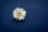 Head of a dried up dandelion full of seeds on a blue backdrop. Original public domain image from Wikimedia Commons