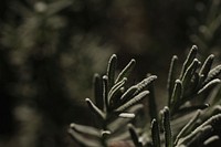 Rosemary. Original public domain image from Wikimedia Commons