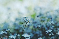 Close-up of white buttercup flowers in a field. Original public domain image from Wikimedia Commons