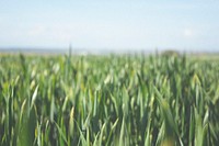 Green grass field. Original public domain image from Wikimedia Commons