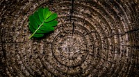 An overhead shot of a small leafy branch on top of a large tree stump. Original public domain image from Wikimedia Commons