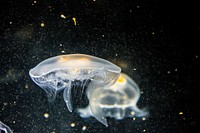 White jellyfish. Original public domain image from Wikimedia Commons