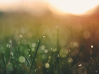 Blades of grass that are covered with dew droplets. Original public domain image from <a href="https://commons.wikimedia.org/wiki/File:Dewey_grass_(Unsplash).jpg" target="_blank" rel="noopener noreferrer nofollow">Wikimedia Commons</a>