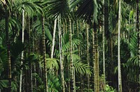 A lush green bamboo and palm tree forest. Original public domain image from <a href="https://commons.wikimedia.org/wiki/File:Bamboo_thicket_(Unsplash).jpg" target="_blank" rel="noopener noreferrer nofollow">Wikimedia Commons</a>