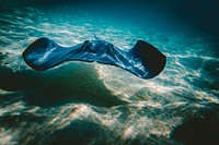 Underwater shot of stringway with sunlight casting shadow on sandy ocean floor. Original public domain image from <a href="https://commons.wikimedia.org/wiki/File:Stingray_(Unsplash).jpg" target="_blank" rel="noopener noreferrer nofollow">Wikimedia Commons</a>