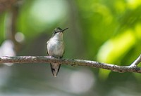 Finch perched on a brand in the wood. Original public domain image from <a href="https://commons.wikimedia.org/wiki/File:Bird_on_a_Branch_(Unsplash).jpg" target="_blank" rel="noopener noreferrer nofollow">Wikimedia Commons</a>