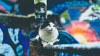 Black and white cat sitting on handrail with colorful graffiti street art mural in background. Original public domain image from Wikimedia Commons