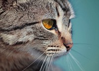 Close-up of a tabby cat's light brown eye. Original public domain image from Wikimedia Commons