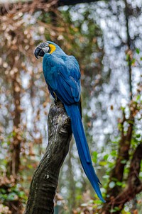 A blue macaw perched on a thick branch. Original public domain image from Wikimedia Commons