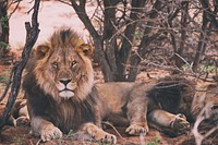 Male lions lying down under tree branches in the wild at Erindi Lodge Parking. Original public domain image from Wikimedia Commons