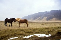 Two horses affectionately rubbing their heads against each other. Original public domain image from <a href="https://commons.wikimedia.org/wiki/File:Horse_Whispers_(Unsplash).jpg" target="_blank" rel="noopener noreferrer nofollow">Wikimedia Commons</a>