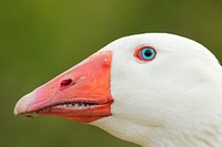 White bird head. Original public domain image from Wikimedia Commons