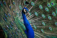 Colorful peacock with a blue head and vibrant feathers proudly displays its plumage. Original public domain image from Wikimedia Commons