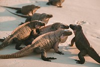 Small group of iguanas on the sand beach. Original public domain image from <a href="https://commons.wikimedia.org/wiki/File:Iguana_Island_(Unsplash).jpg" target="_blank" rel="noopener noreferrer nofollow">Wikimedia Commons</a>