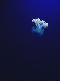 Jellyfish. Original public domain image from Wikimedia Commons