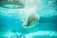 Polar bear. Original public domain image from Wikimedia Commons