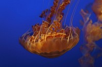 Jellyfish. Original public domain image from Wikimedia Commons