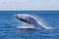 Big Whale shows up above the ocean. Original public domain image from <a href="https://commons.wikimedia.org/wiki/File:Gold_Coast,_Australia_(Unsplash_WAgBaYHRaL4).jpg" target="_blank">Wikimedia Commons</a>