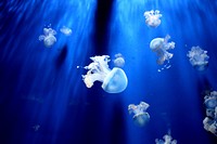 Jellyfish. Original public domain image from Wikimedia Commons