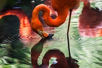 Pink flamingo. Original public domain image from Wikimedia Commons