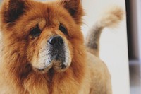 Closeup of Chow chow dog. Original public domain image from Wikimedia Commons