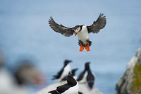 Landing Atlantic Puffin. Original public domain image from Wikimedia Commons