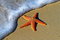 Starfish on a sand beach by the ocean foam at Key West. Original public domain image from <a href="https://commons.wikimedia.org/wiki/File:Starfish_on_a_sand_beach_(Unsplash).jpg" target="_blank" rel="noopener noreferrer nofollow">Wikimedia Commons</a>