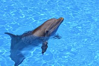 Dolphin. Original public domain image from Wikimedia Commons