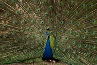 Peacock. Original public domain image from Wikimedia Commons