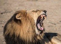 Male lion with mane in wild yawning showing big teeth. Original public domain image from <a href="https://commons.wikimedia.org/wiki/File:Roaring_lion_(Unsplash).jpg" target="_blank">Wikimedia Commons</a>