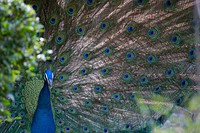 Peacock. Original public domain image from Wikimedia Commons