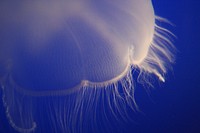 Jellyfish. Original public domain image from Wikimedia Commons