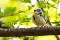 Bird. Original public domain image from Wikimedia Commons