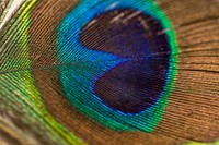 Photography of peacock feather. Original public domain image from Wikimedia Commons