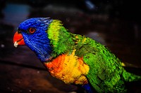 Colorful lorikeet bird with vibrant feathers eating a snack. Original public domain image from <a href="https://commons.wikimedia.org/wiki/File:Colorful_Lorikeet_(Unsplash).jpg" target="_blank" rel="noopener noreferrer nofollow">Wikimedia Commons</a>