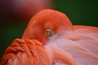 Closeup of red flamingo. Original public domain image from Wikimedia Commons